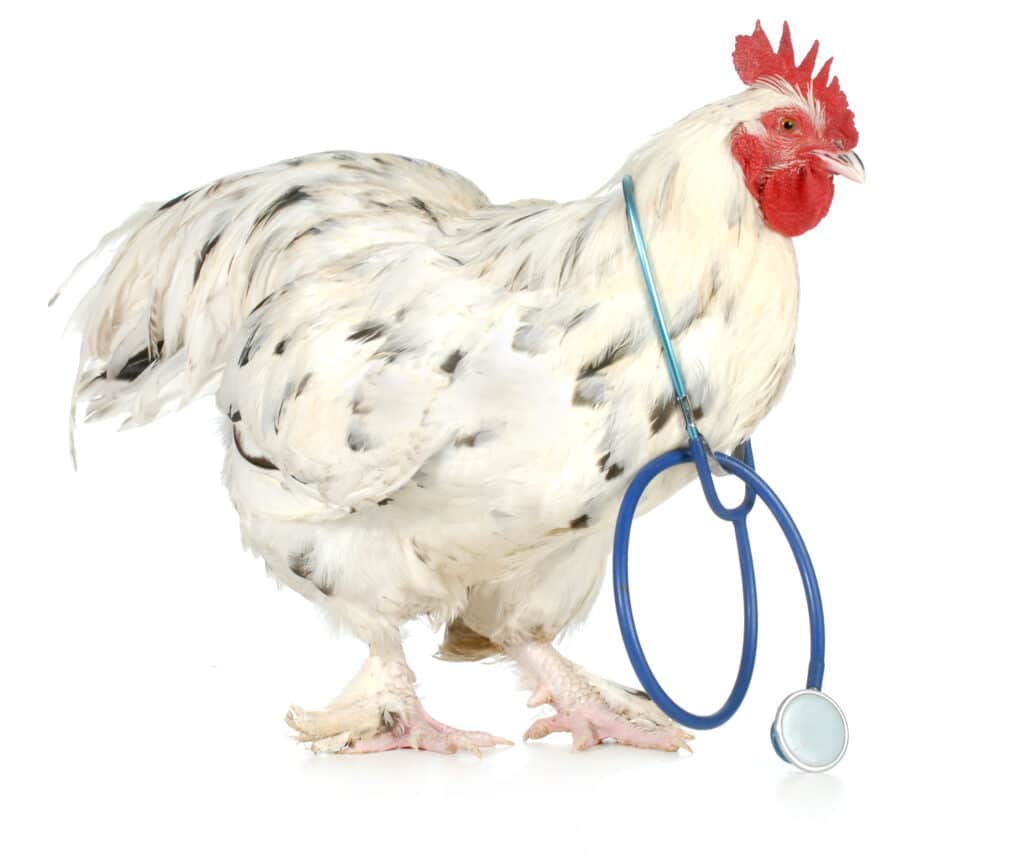 Huhn mit Stethoskop